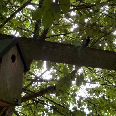Forest School April 2025
